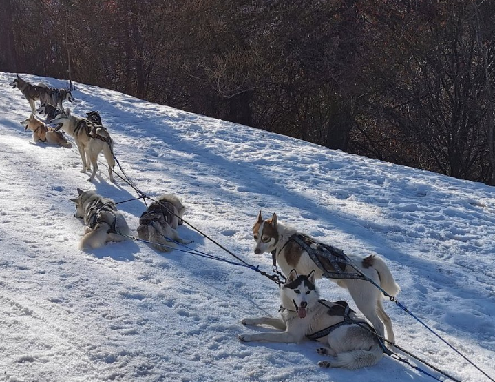 Chiens de traîneau dans la neige, aux alentours du chalet